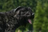 BOUVIER DES FLANDRES 508